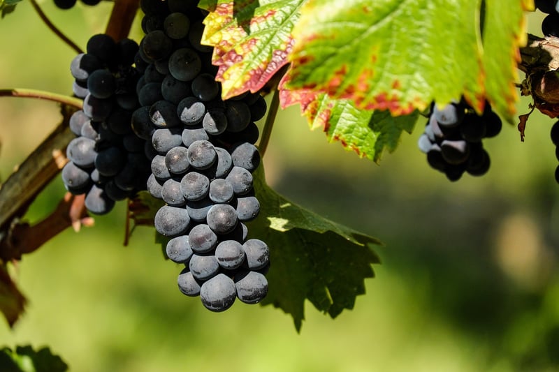 Fruit-bearing Vines