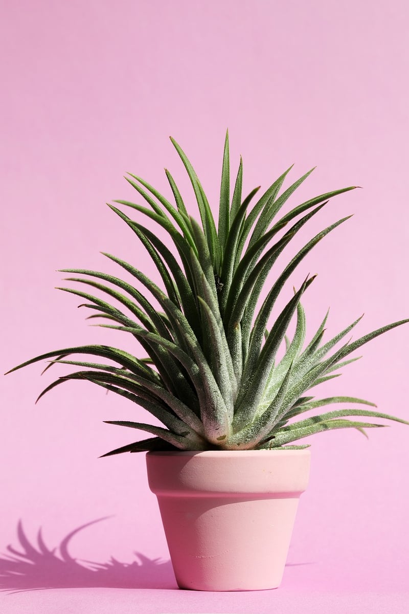 Plant Stands
