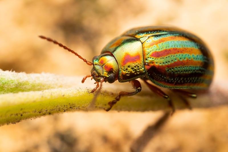 Common Pest