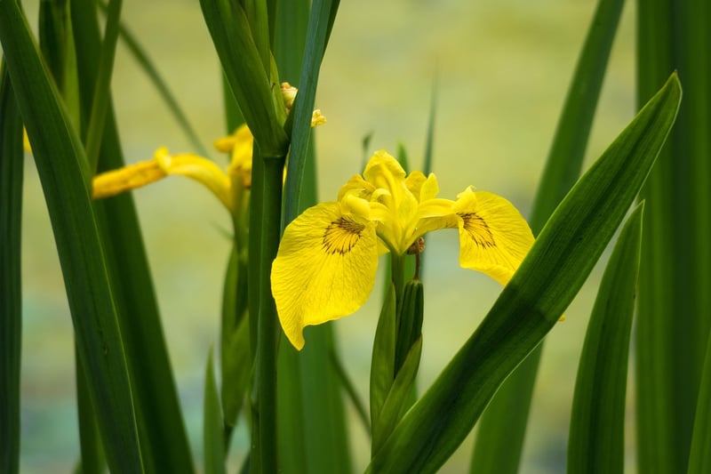 Healthy Plants